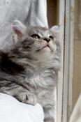 Chatons maine coon, papa double champion