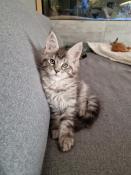 Chatons maine coons