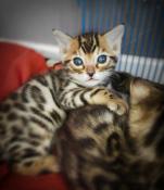 Magnifique chaton bengal brown loof glitter