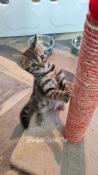 Chatons bengal brown spotted/rosettes loof