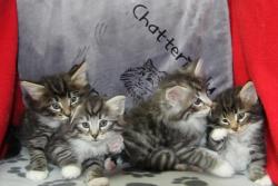 Chatons norvgiens a rserver