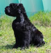 Chiot terrier noir