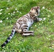 Chatons bengal charcoal disponibles