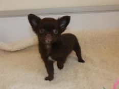 Apparence chihuahua  poil long disponible a la reservation