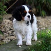 Adorable chiot cavalier king charles