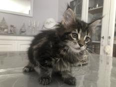 Chatons maine coon l.o.o.f