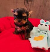 Chiots apparence yorkshire terrier parents lof