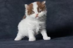 5 magnifiques chatons british longhair