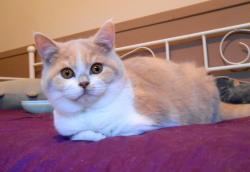 Chatons british shorthair loof disponibles