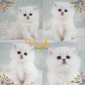 Adorables british longhair silver shaded (blanc ombr), trs sociables