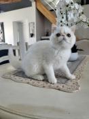 Chaton d apparence exotic shorthair