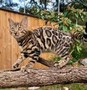 Chatons bengals  silver/brown/snow