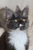 3 chatons femelles maine coon