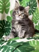 Chatons maine coon loof