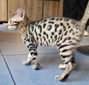 Chaton bengal loof brown reste 1 mle