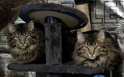 Chatons des forts norvgiennes loof