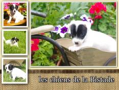 Vends chiots apparence jack russel