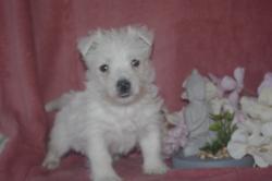 Tres beaux chiots apparence westie