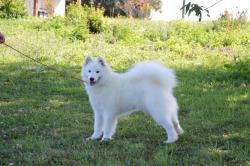 A placer chienne samoyede lof
