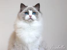 Jeune femelle ragdoll de toute beaut