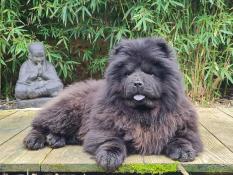Chiot chow chow lof