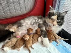 Maine coon loof 6 chatons