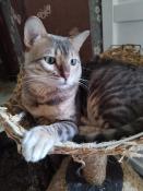 Ouishi bengal bleu tabby rosettes spotted yeux vert