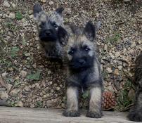 Chiots apparence cairn terrier pure race
