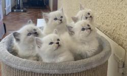 Chatons sibriens loof  rserver