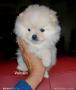 chiots d'apparence Spitz Allemand - Nain  rserver