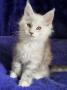 chatons Maine Coon disponibles