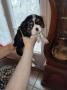 chiot Cavalier King Charles Spaniel disponibles