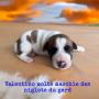 chiots Terrier Jack Russell  rserver