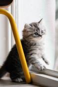 Chaton mle british longhair loof black silver tabby spotted