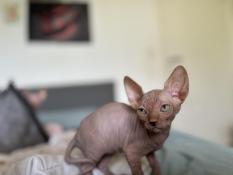 Sphynx loof disponibles