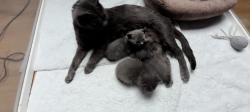 Chatons chartreux loof  rserver