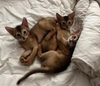Trois chatons abyssins