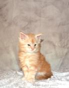 Chatons maine coon loof polydactyle (pp)