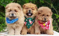 Apparence chow-chow