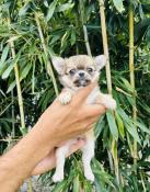 Chihuahua poil long superbe mini