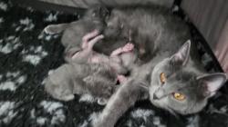 Superbe chatons chartreux a reserver