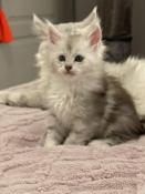 Maine coon silver