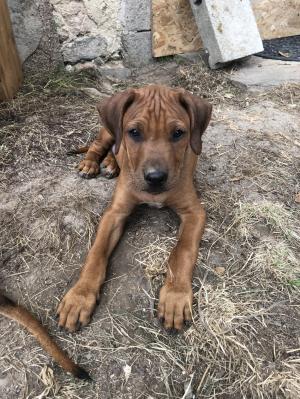 Chiot mle rhodesian ridgeback