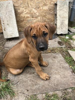 Chiot mle rhodesian ridgeback