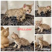 Chatons bengal snow et spia