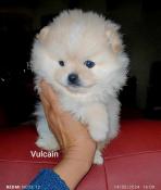 Chiots apparence pomeraniens mles + femelle