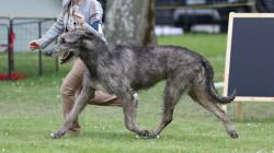 Chiot irish wolfhound