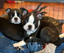 Chiots apparence boston terrier