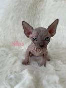 Adorables chatons sphynx loof