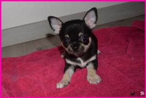 Chiot mle chihuahua  poil court